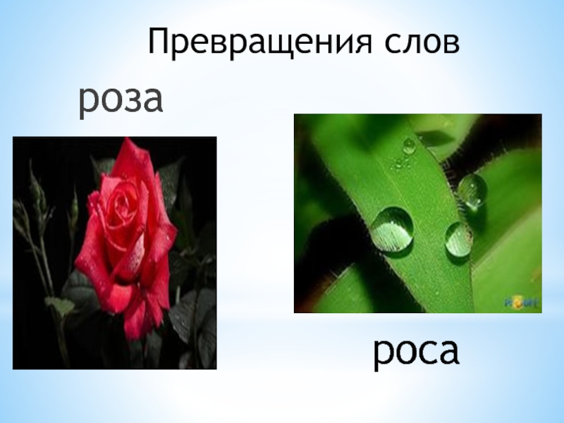 Слово роса. Слово роза. Превращение в розу. Презентация роза роса.