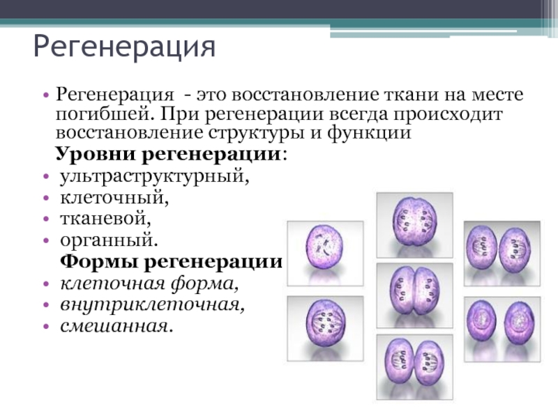 Восстановление тканей. Клеточная и внутриклеточная регенерация. Формы регенерации тканей. Регенерация и ее виды. Классификация регенерации.