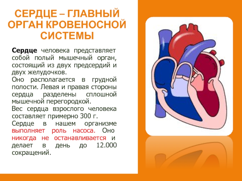 Сердце человека представляет собой полый мышечный орган, состоящий из двух предсердий и двух желудочков. Оно располагается в
