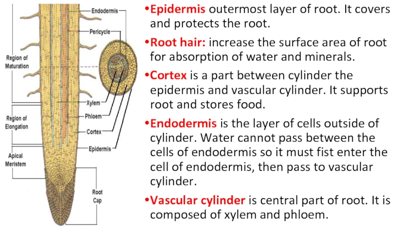 Internal structure. The structure of the root hair. The Internal structure of the Plant Stem. The structure of the dicotyledonous root. The Internal structure of Sheep.