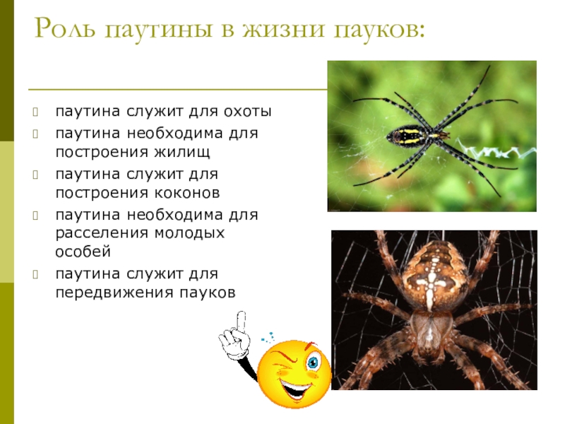 У пауков прикрепленный образ жизни. Роль паутины в жизни пауков. Функции паутины у пауков. Значение паутины у паукообразных. Важность паутины для пауков.