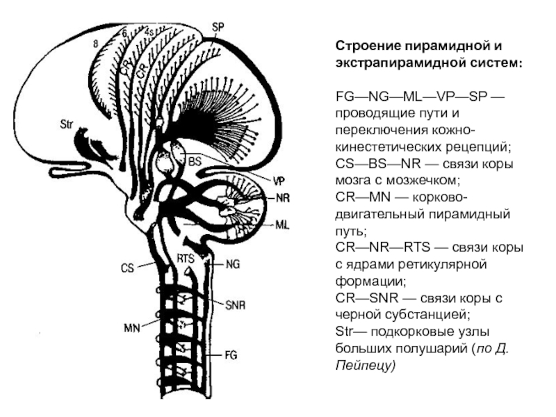 Пирамидный путь. Экстрапирамидные проводящие пути схема. Схема пирамидной системы мозга. Строение пирамидной системы. Пирамидная система, пирамидный путь.