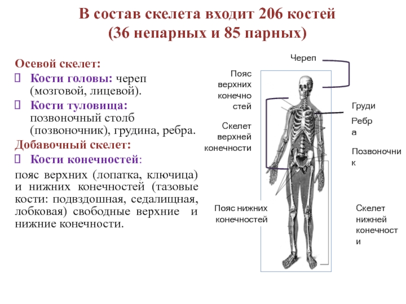 Состав отделов скелета