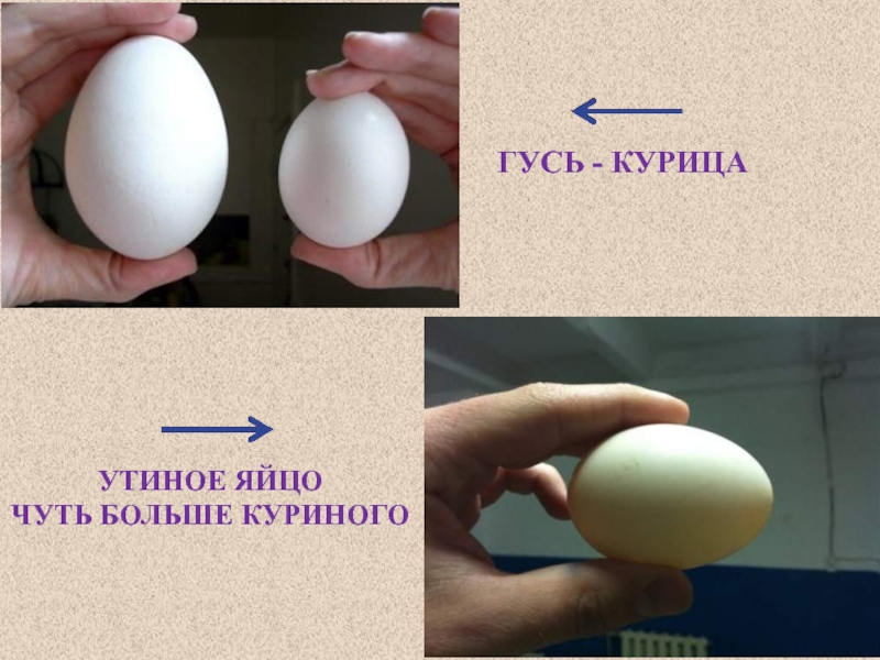 Размер яиц кур. Размер куриного и гусиного яйца. Утиное и куриное яйцо. Утиные яйца. Гусиные яйца.