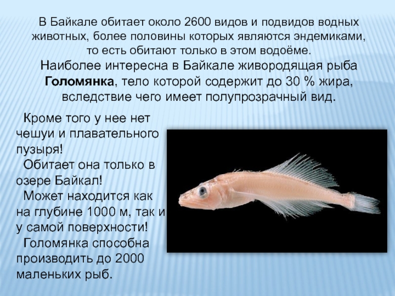 В Байкале обитает около 2600 видов и подвидов водных животных, более половины которых являются эндемиками, то есть