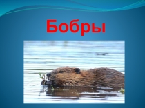 Бобры (4 класс)