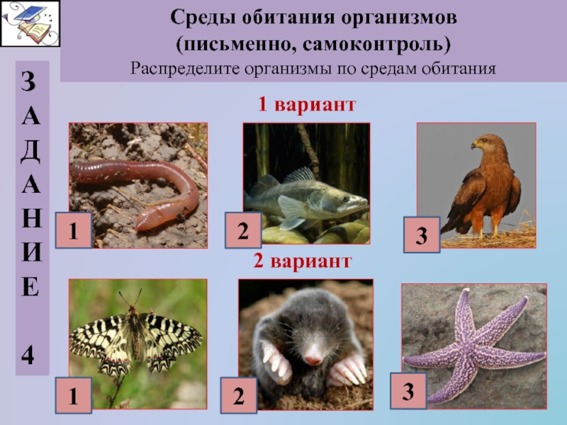 Среды обитания организмов(письменно, самоконтроль)Распределите организмы по средам обитанияЗАДАНИЕ41 вариант2 вариант123213