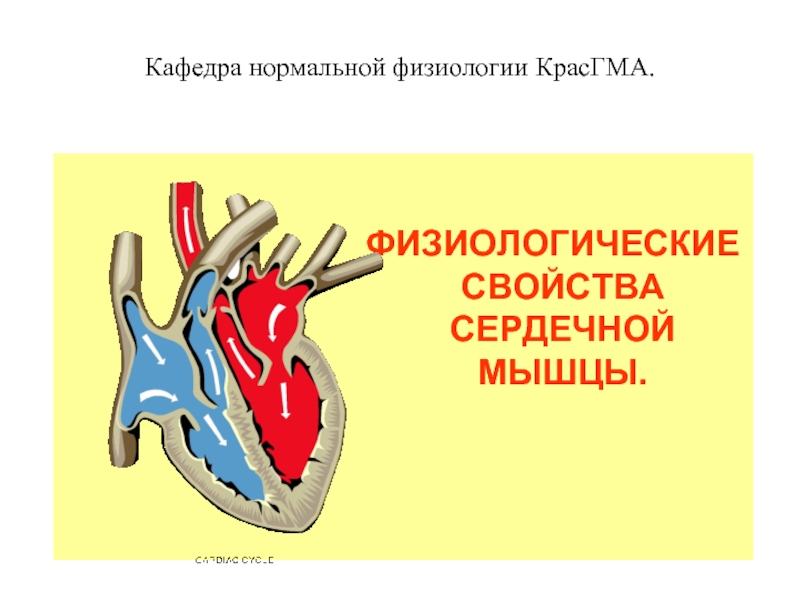 Физиологические свойства сердечной мышцы
