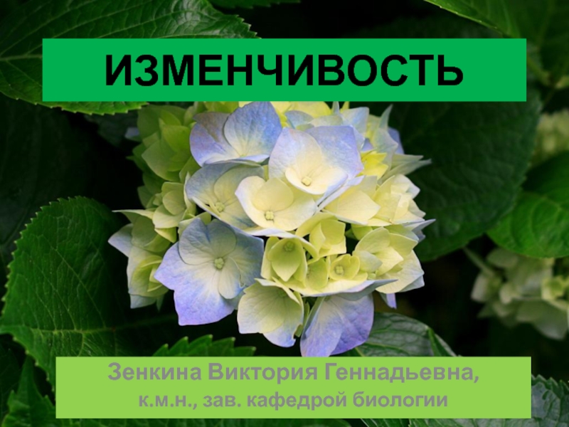 Изменчивость и ее формы