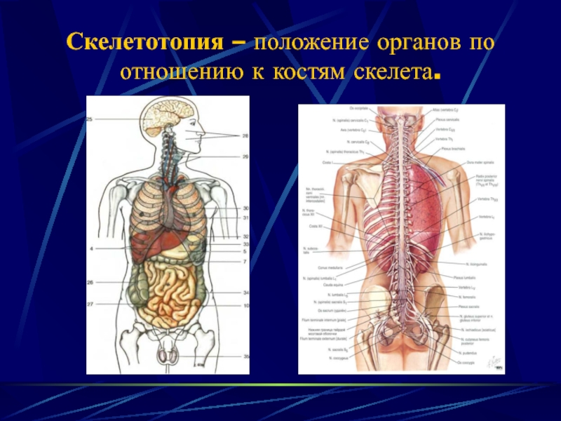 Положение органов