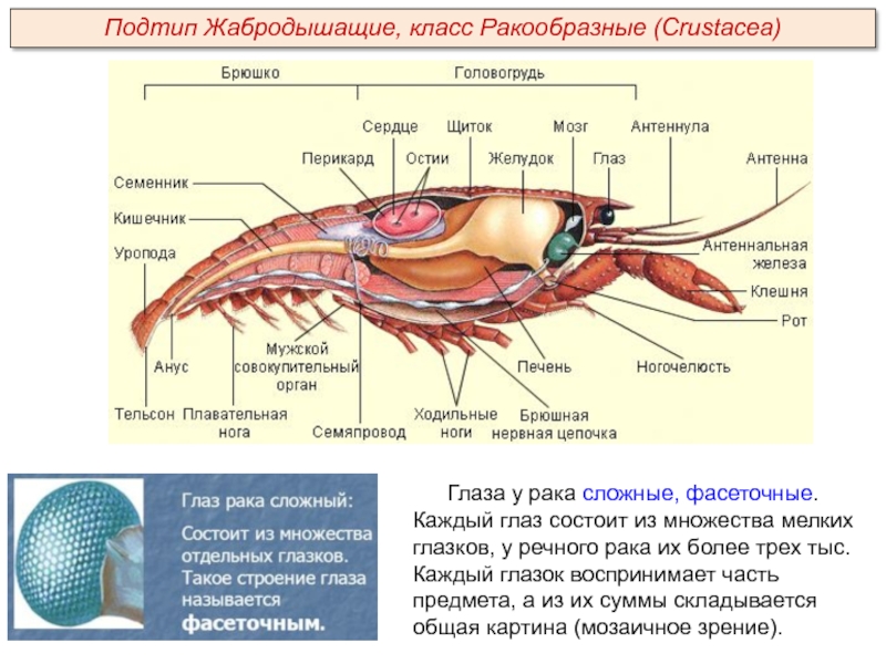 Органы зрения у ракообразных. Строение фасеточного глаза ракообразных. Сложные фасеточные глаза у ракообразных. Внутреннее строение членистоногих 7 класс. Общая хар-ка класса ракообразные типа Членистоногие.