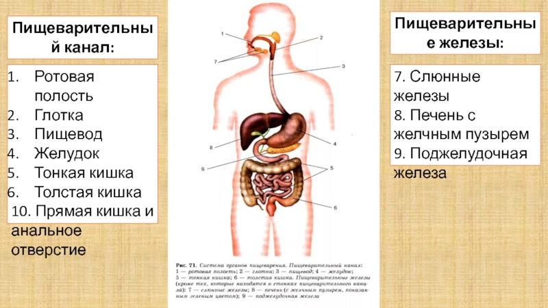 Общий план строения пищеварительного канала