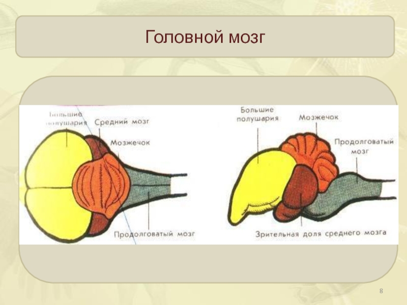 Схема мозга птицы