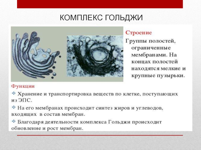 Комплекс гольджи функции. Комплекс Гольджи 9 класс биология. Комплекс Гольджи строение и функции таблица 9. Аппарат Гольджи строение и функции таблица 9 класс. Функции комплекс Гольджи 9 класс биология.