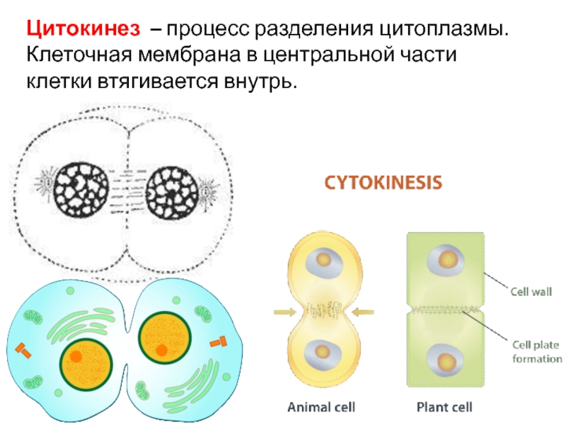 Процесс деления. Цитокинез в растительной и животной клетки. Цитокинез это Разделение цитоплазмы. Процесс цитокинеза. Цитокинез животной клетки.