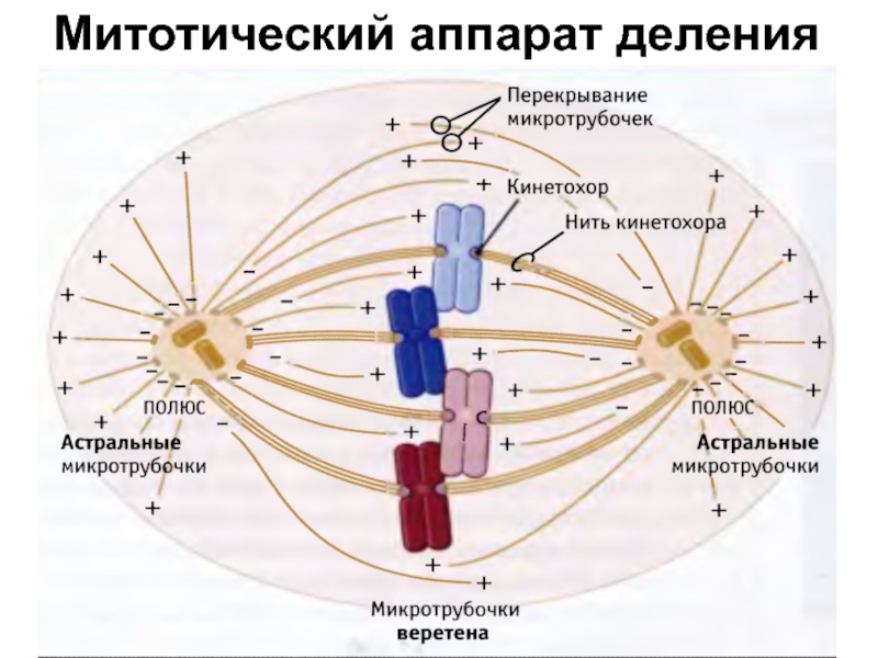 Аппарат деления клетки. Формирование аппарата клеточного деления. Строение митотического аппарата клетки. Митототический аппарат. Митотический аппарат формируют.