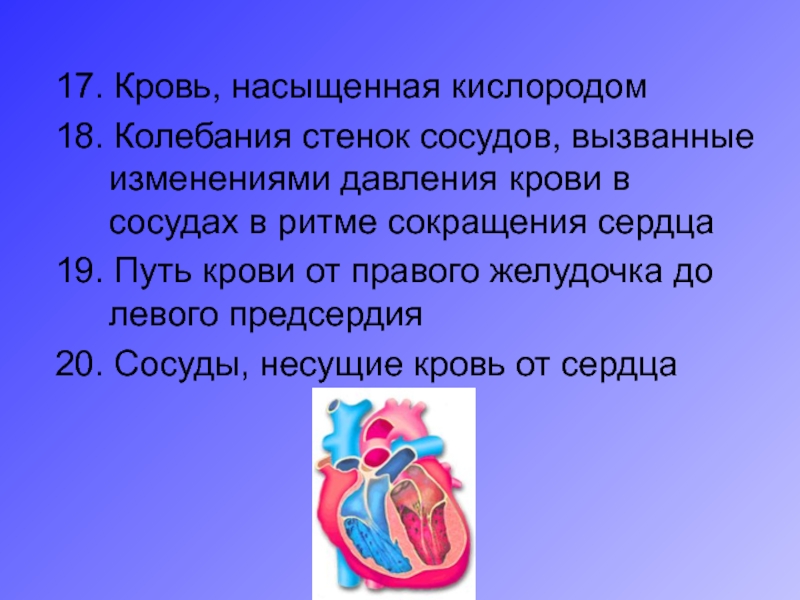Звонкий сосуд. Что насыщает кровь кислородом. Кровь насыщенная кислородом. Кровь в организме человека насыщается кислородом в. Путь крови от левого желудочка.