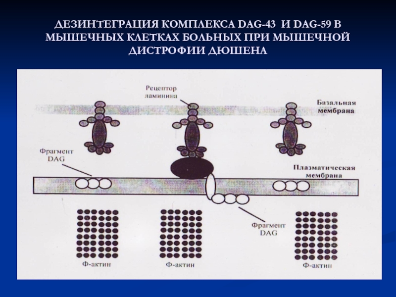 Биохимия мышц презентация