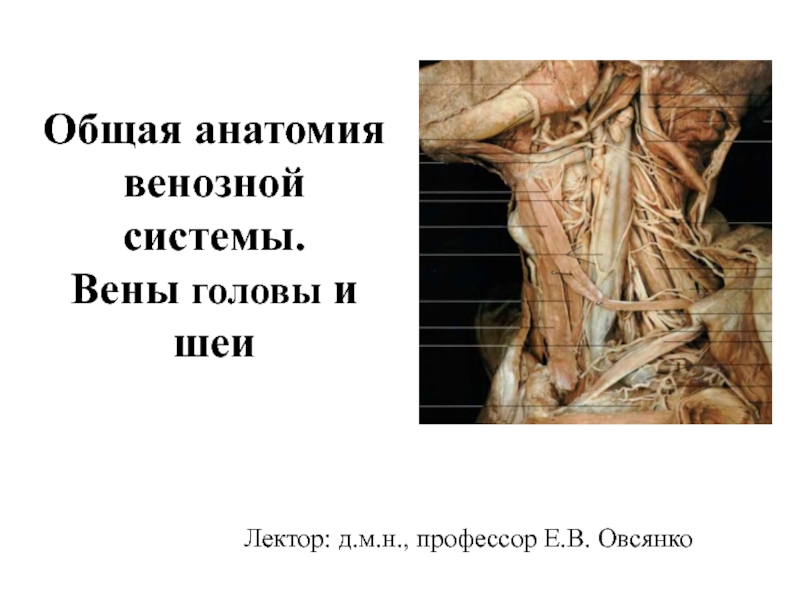 Презентация Общая анатомия венозной системы. Вены головы и шеи