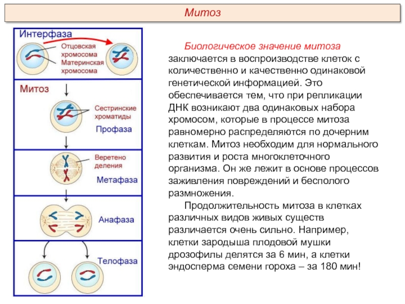 В соматических клетках после митоза. Митоз фазы и процессы. Фазы митоза с ДНК. Биология 9 класс клеточный цикл митоз. Фазы митоза характеристика процессов.