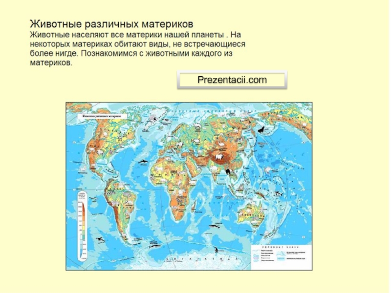 Презентация животные разных континентов