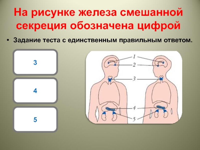 На рисунке железа смешанной секреции обозначена цифрой тест ответы