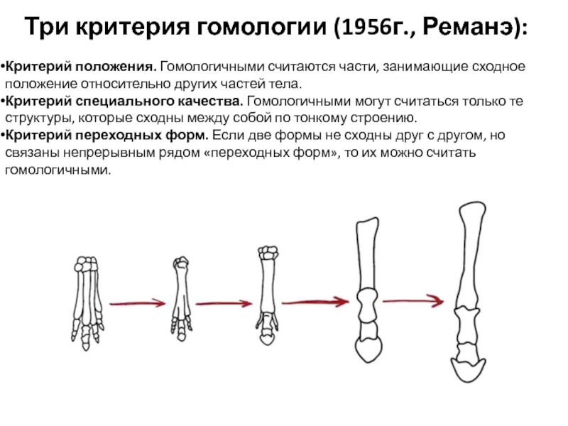 Три критерия. Критерии гомологичных органов. Критерий положения гомология. Относительные гомологии. Критерий специальных качеств.