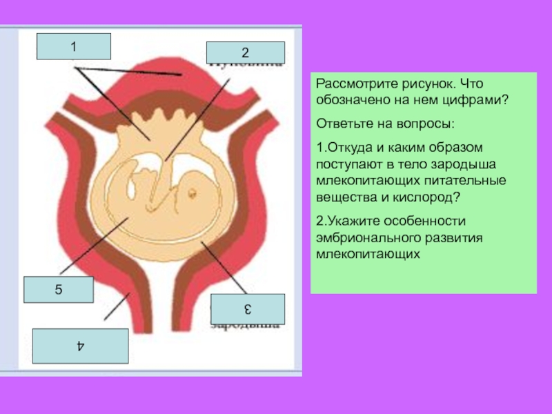 Рассмотрите рисунок укажите особенности развития зародыша млекопитающих