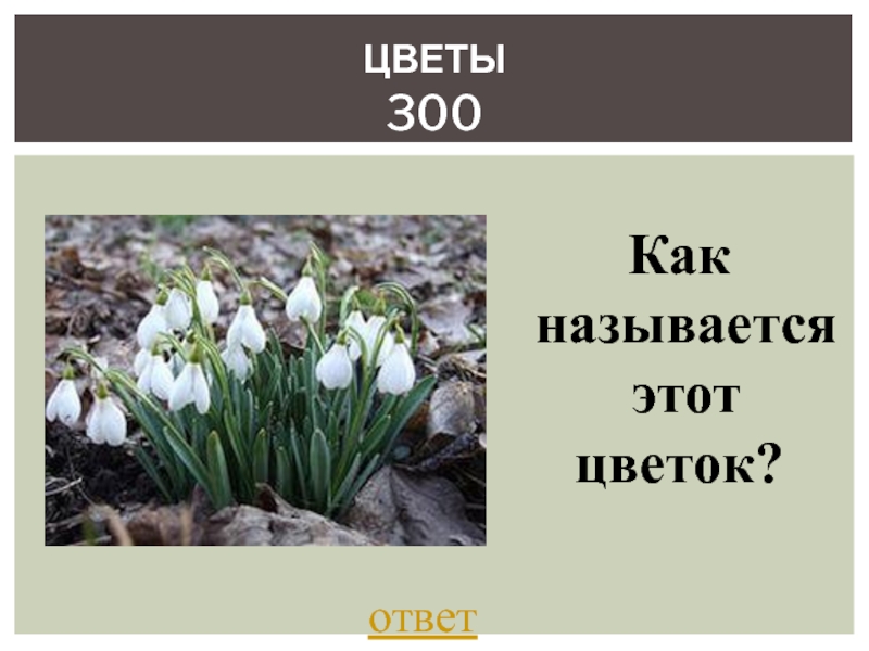 Ответ цветок. Как называется будущий цветок ответ. Найдите 8 названий цветов ответ.