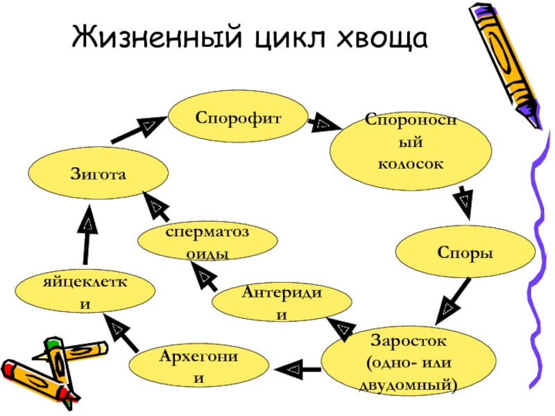 Цикл развития хвоща схема