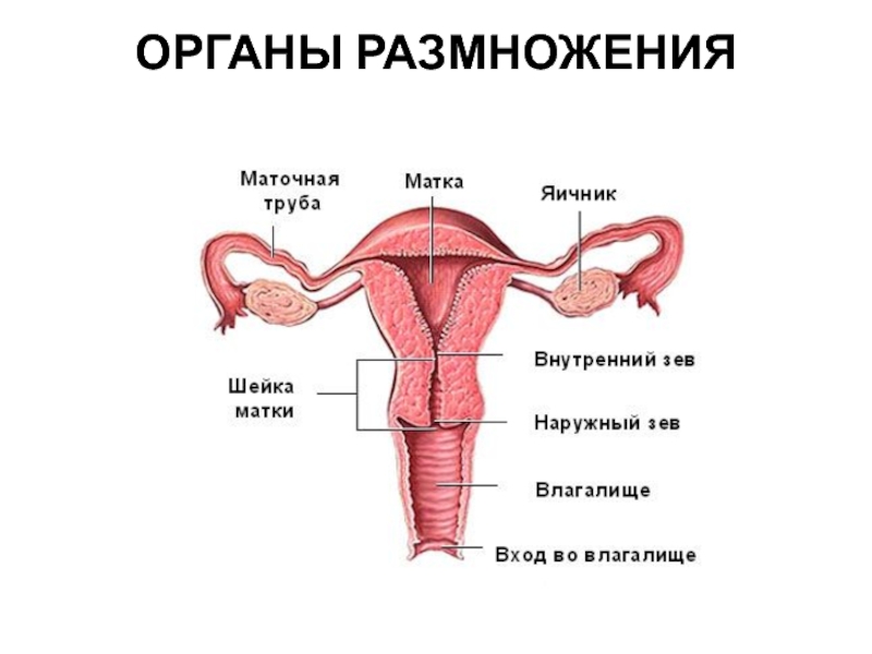 Строение женских органов малого таза схема