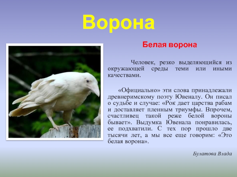 Ворон предложение. Притча о белой вороне в ресторане. Белая ворона человек. Белая ворона значение. Белая ворона понятие.