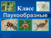 Класс Паукообразные