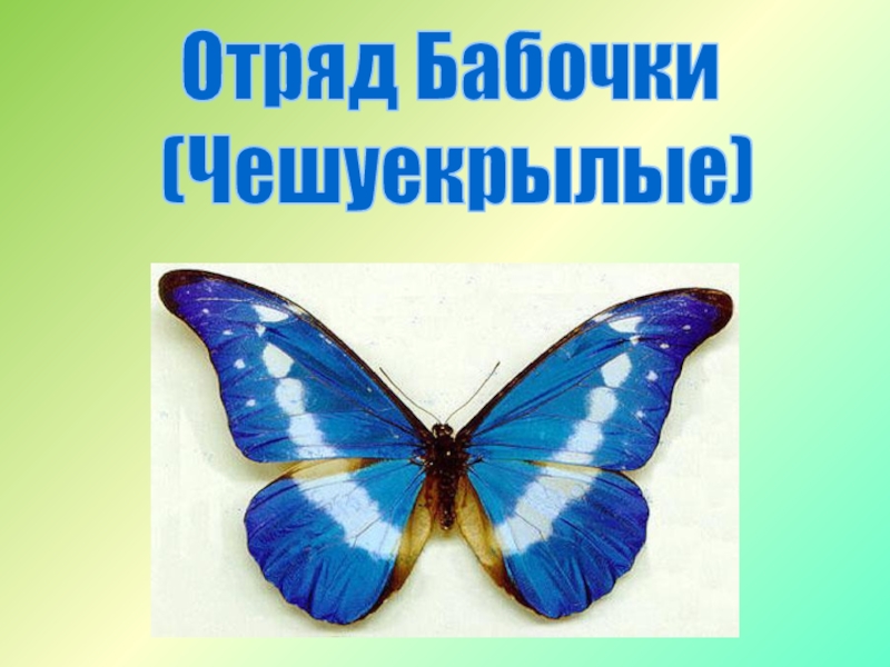 Отряд Бабочки (Чешуекрылые)