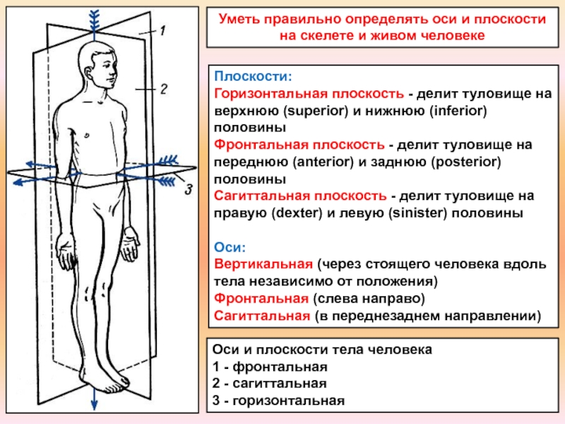 Оси и плоскости тела человека
1 - фронтальная
2 - сагиттальная
3 -