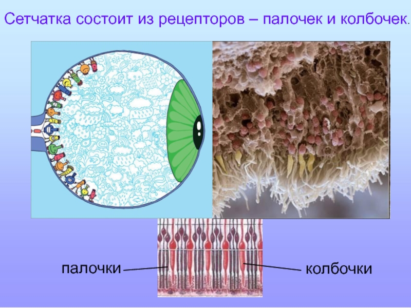 Рецепторы сетчатки. Палочки и колбочки сетчатки. Фоторецепторы сетчатки глаза (палочки и колбочки). Колбочки в сетчатке глаза. Палочки и колбочки сетчатки глаза строение.