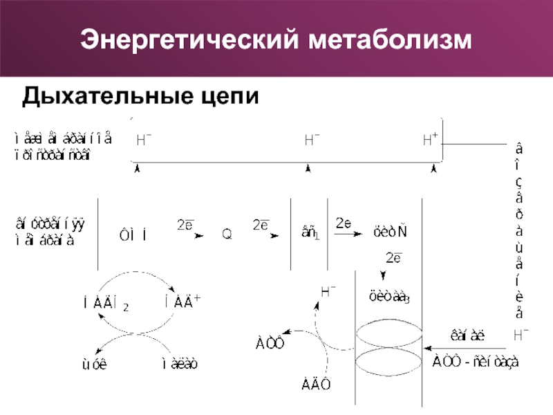 Энергетический обмен дыхание. Энергетический обмен дыхательная цепь. Энергетический метаболизм. Дыхание метаболизм. Дыхательный метаболизм.