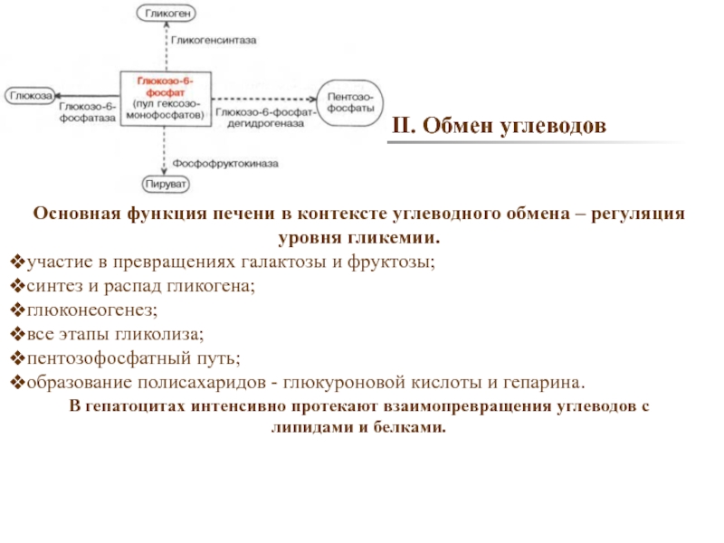 Роль печени в углеводном обмене биохимия схема