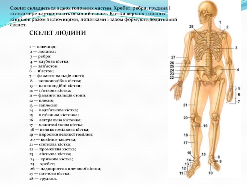 Скелет человека фото с описанием