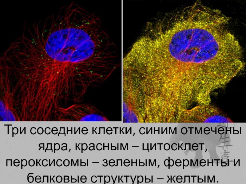 Соседняя клетка