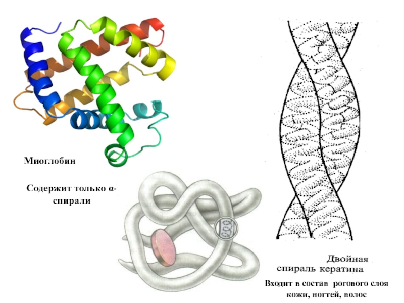 Структура белка тест. Структуры белка. Миоглобин строение. Миоглобин структура. Первичная структура белка в волосе.
