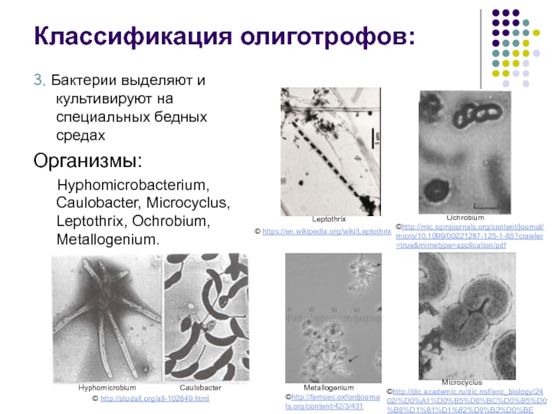Что выделяют бактерии. Олиготрофы микроорганизмы. Leptothrix бактерии. Metallogenium бактерия.