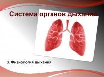Система органов дыхания