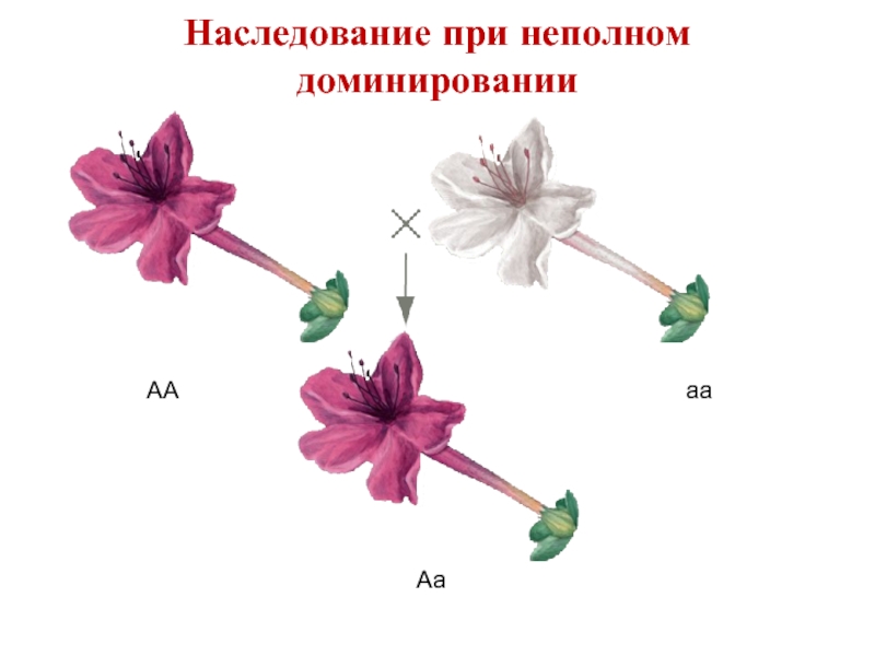 Неполное доминирование презентация