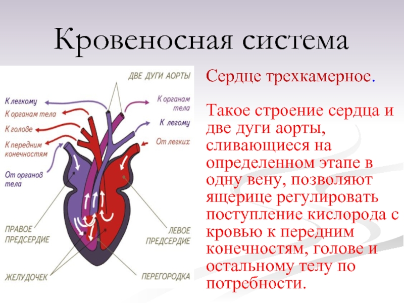 Схема строения сердца ящерицы