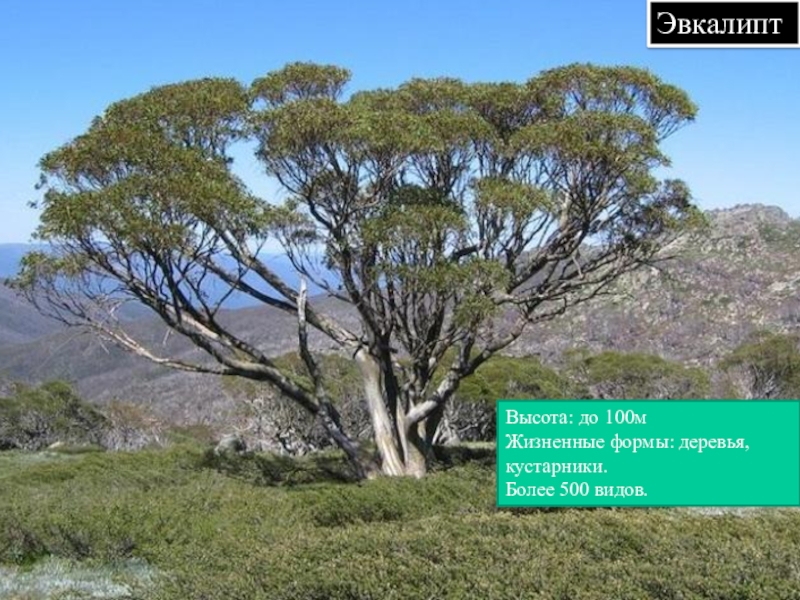 Эвкалипт Высота: до 100мЖизненные формы: деревья, кустарники.Более 500 видов.