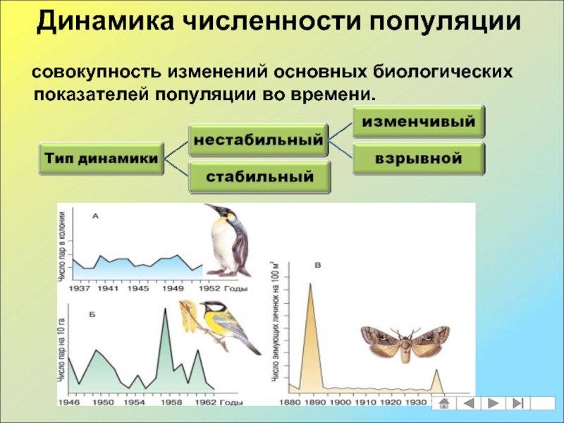 Динамика численности популяции 9 класс презентация