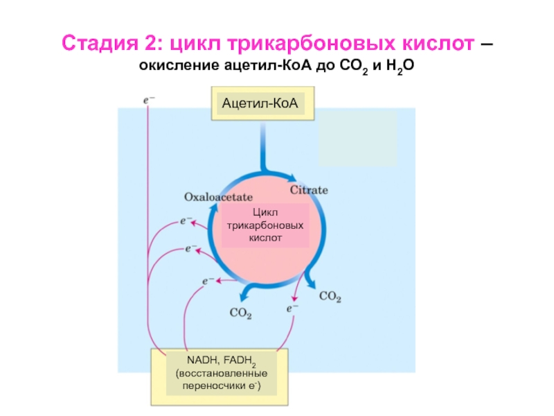 Цикл трикарбоновых кислот этапы