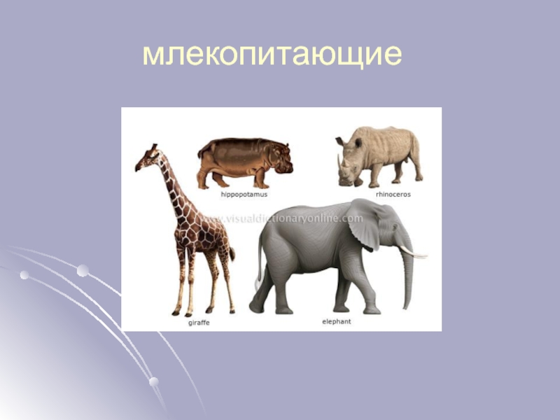 Пример млекопитающих 3 класс. 3 Млекопитающих. Млекопитающие по окружающему миру. Надпись млекопитающие. Информация о млекопитающих.