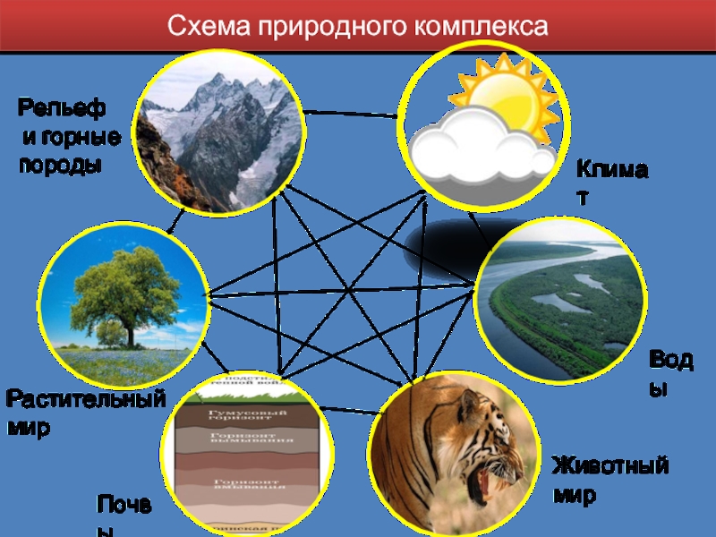 Составьте схему природно территориального комплекса пампы южной америки